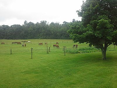 Pastures, paddock & round pen at Platsburg Equine Center